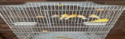 Canaries birds for sale: 9 canaries job lot with cage - Advert 1