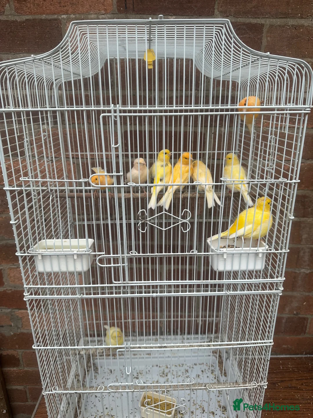 Canaries birds for sale: 9 canaries job lot with cage - Advert 1