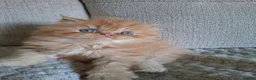 Persian cats for sale: LAST ONE, Pure Persian Boy. - Advert 6
