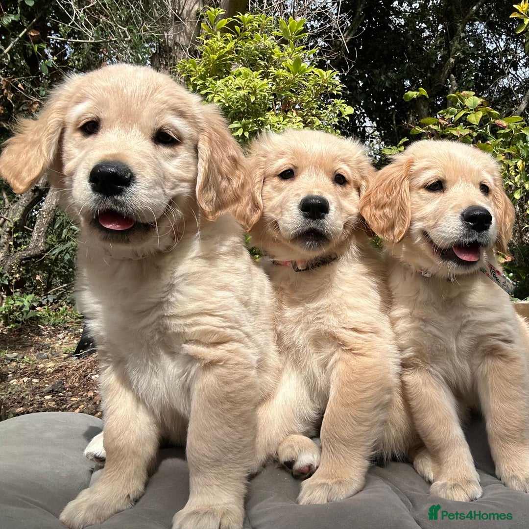 Golden Retriever dogs for sale: Golden retriever puppies READY NOW - Image 20