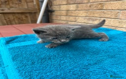 British Shorthair cats for sale: Multicoloured tabby kittens  - Image 3