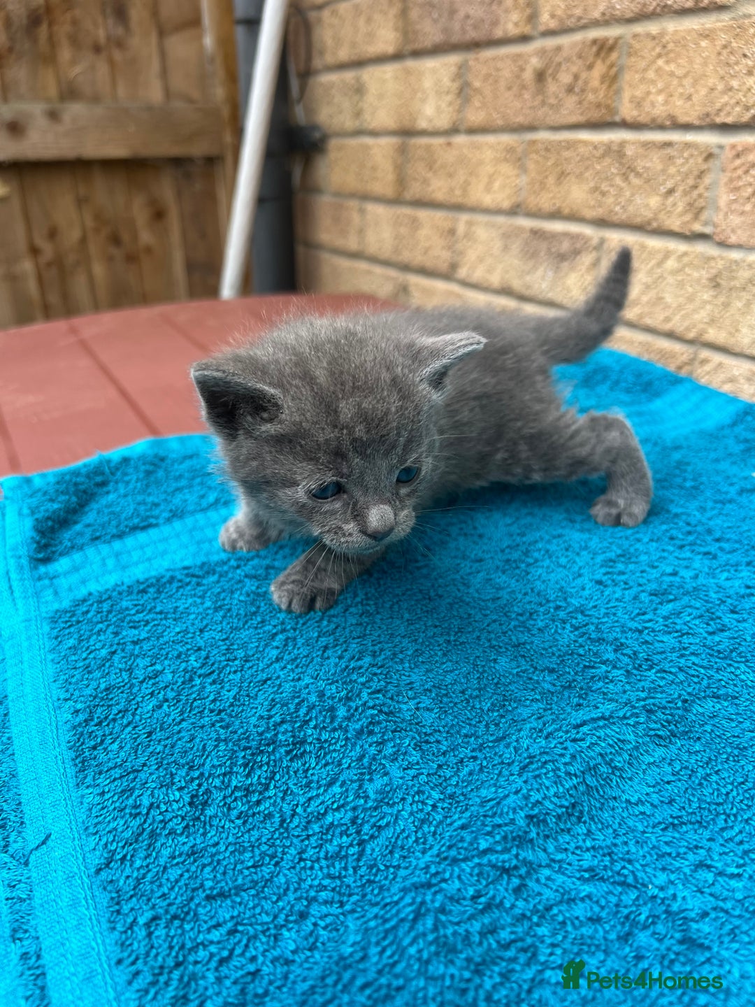 British Shorthair cats for sale: Multicoloured tabby kittens  - Image 3