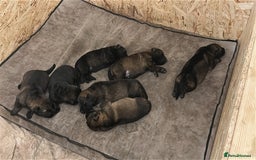 German Shepherd dogs for sale: 7 stunning kc reg working German shepherd pups - Image 15