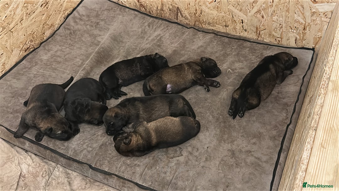 German Shepherd dogs for sale: 7 stunning kc reg working German shepherd pups - Image 15