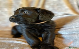 Labradoodle dogs for sale: Rare mini labradoodles variety of colours! - Image 2