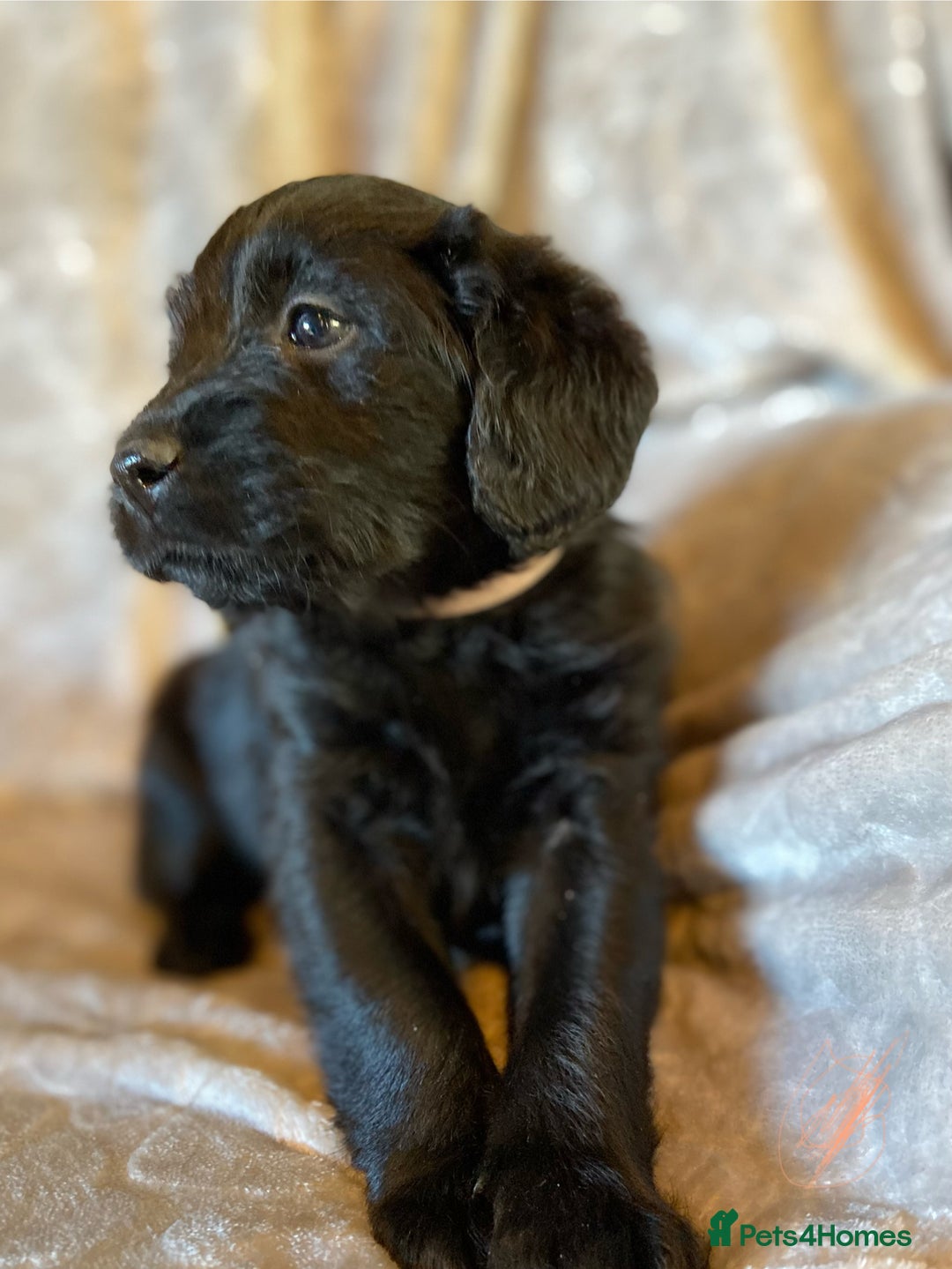 Labradoodle dogs for sale: Rare mini labradoodles variety of colours! - Image 2