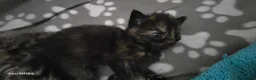 Mixed Breed cats for sale: Adorable kittens  in London - Advert 5
