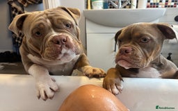 American Bully dogs for sale: Rambo American pocket bully 10 months  - Image 4