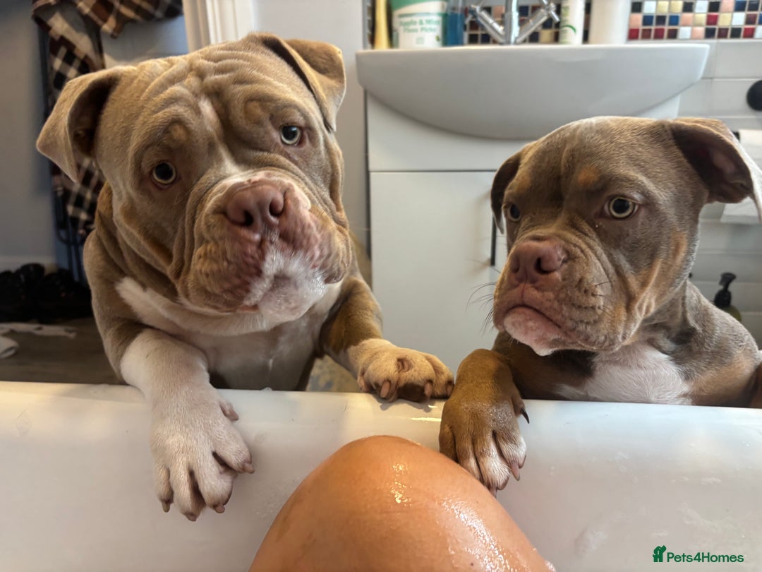 American Bully dogs for sale: Rambo American pocket bully 10 months  - Image 4