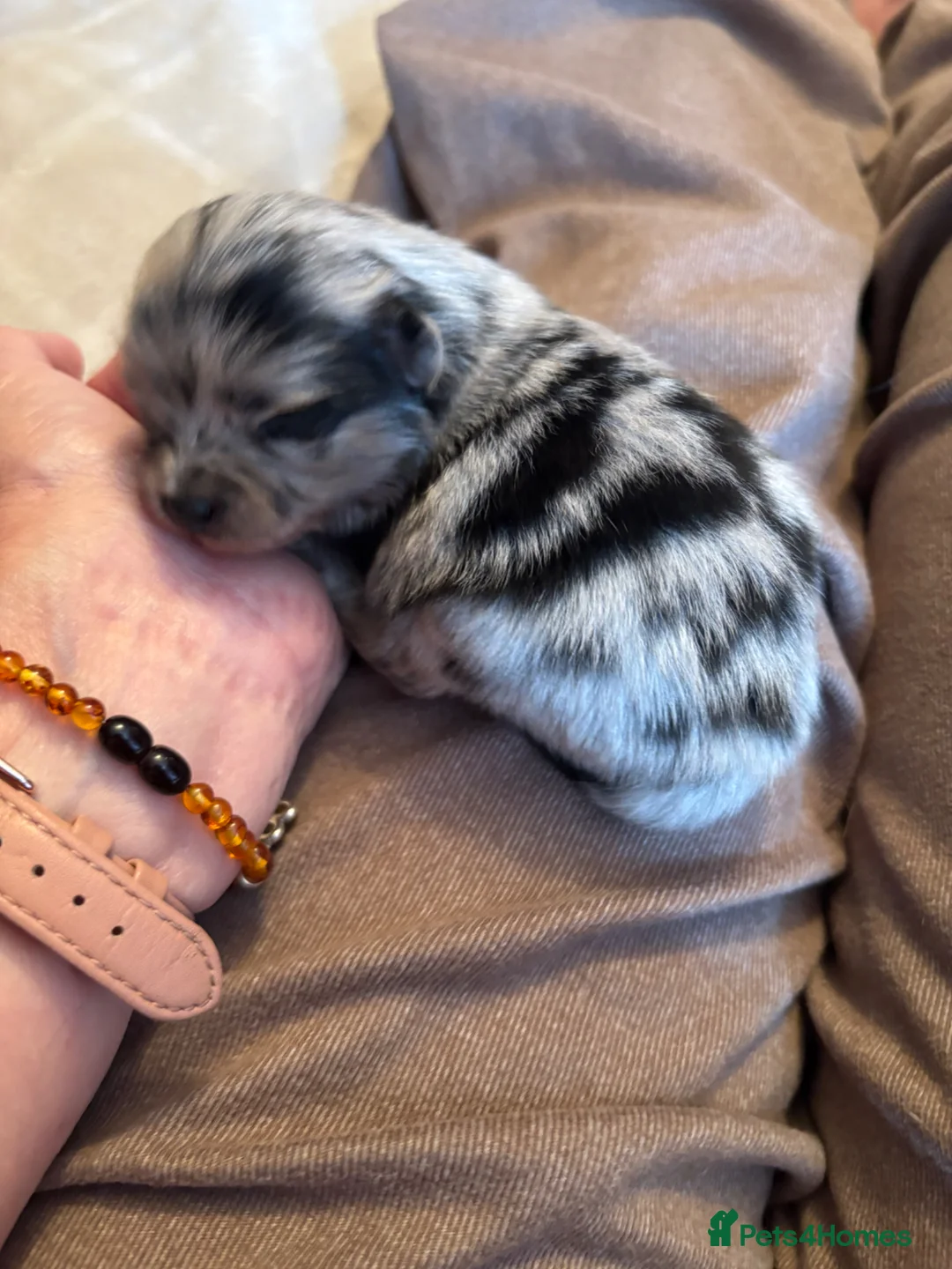Pomeranian dogs for sale: Primroses precious Pom pups - Advert 24