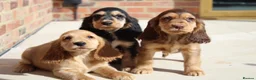 Cocker Spaniel dogs for sale: Kennel Club Registered Show Type Cocker puppies - Advert 5