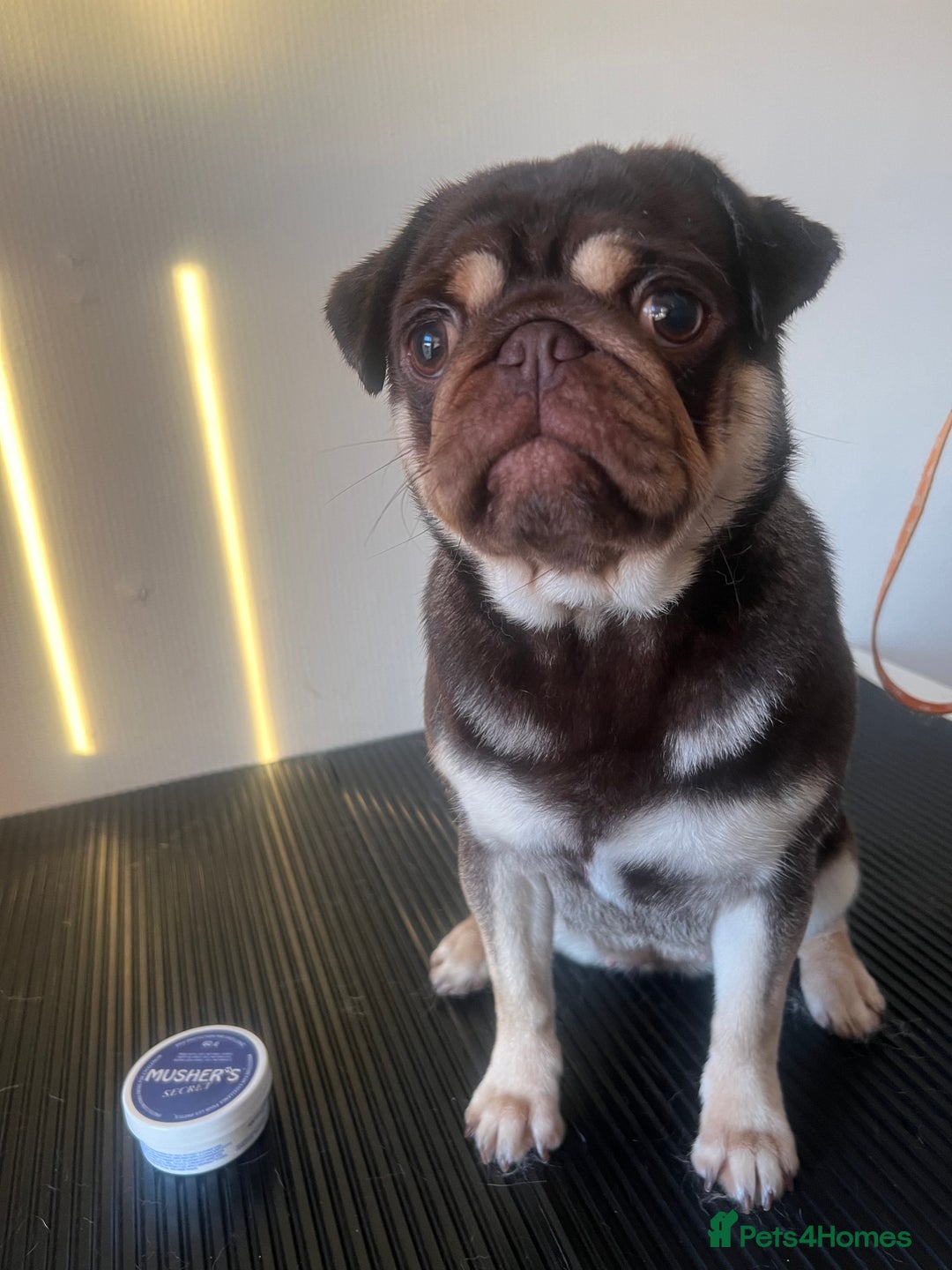 Pug dogs for sale: Kc reg 3 year old chocolate pug  - Advert 8