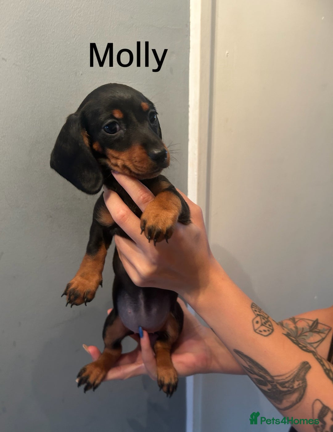 Miniature Dachshund dogs for sale: Beautiful miniature dachshunds  - Image 10