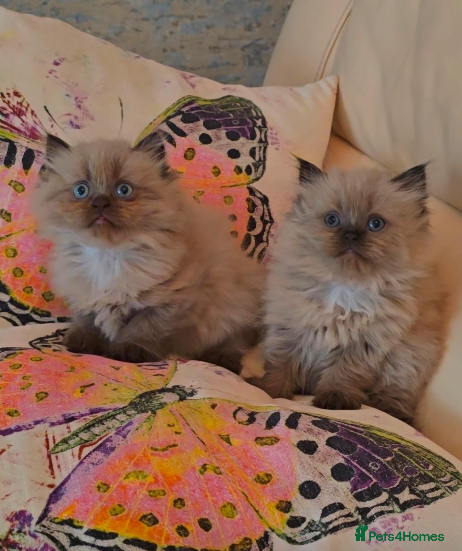 Persian cats Quality Minuet Persians - Advert 2