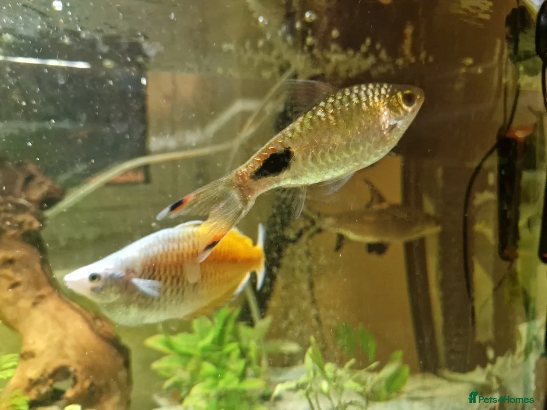 Cichlids fish for sale: Tiger Tilapia, Mascara Barb, Yellow Brislenose - Advert 6