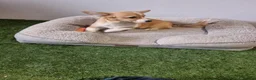 Welsh Corgi Pembroke dogs for sale: Extensively DNA tested clear FEMALE Puppy  - Advert 5