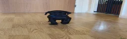 Labrador Retriever dogs for sale: Black Lab Pups INT FT Ch Sire Champion Bloodlines - Advert 14