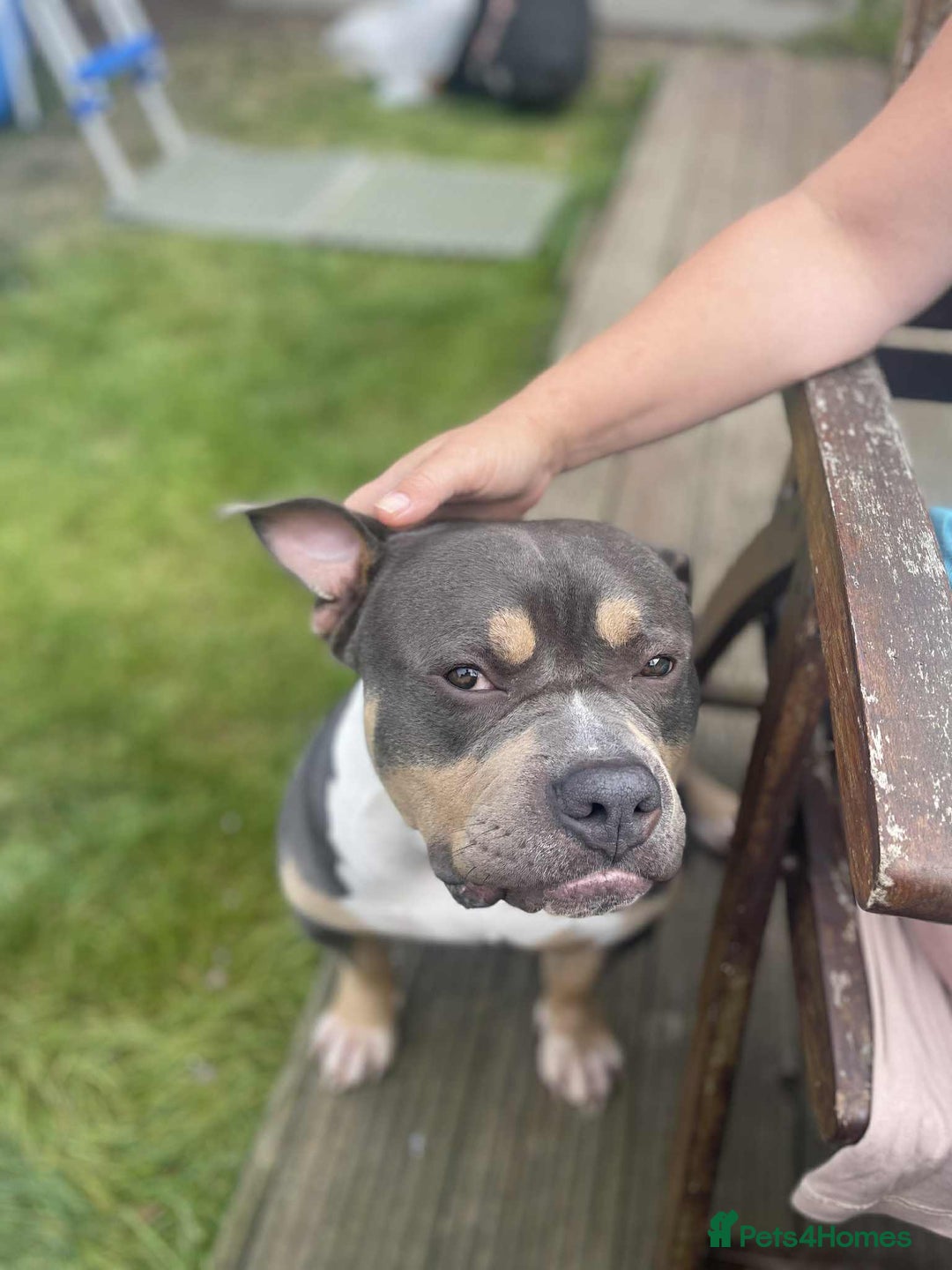 American Bully dogs for sale: Dog American bully pocket - Image 3