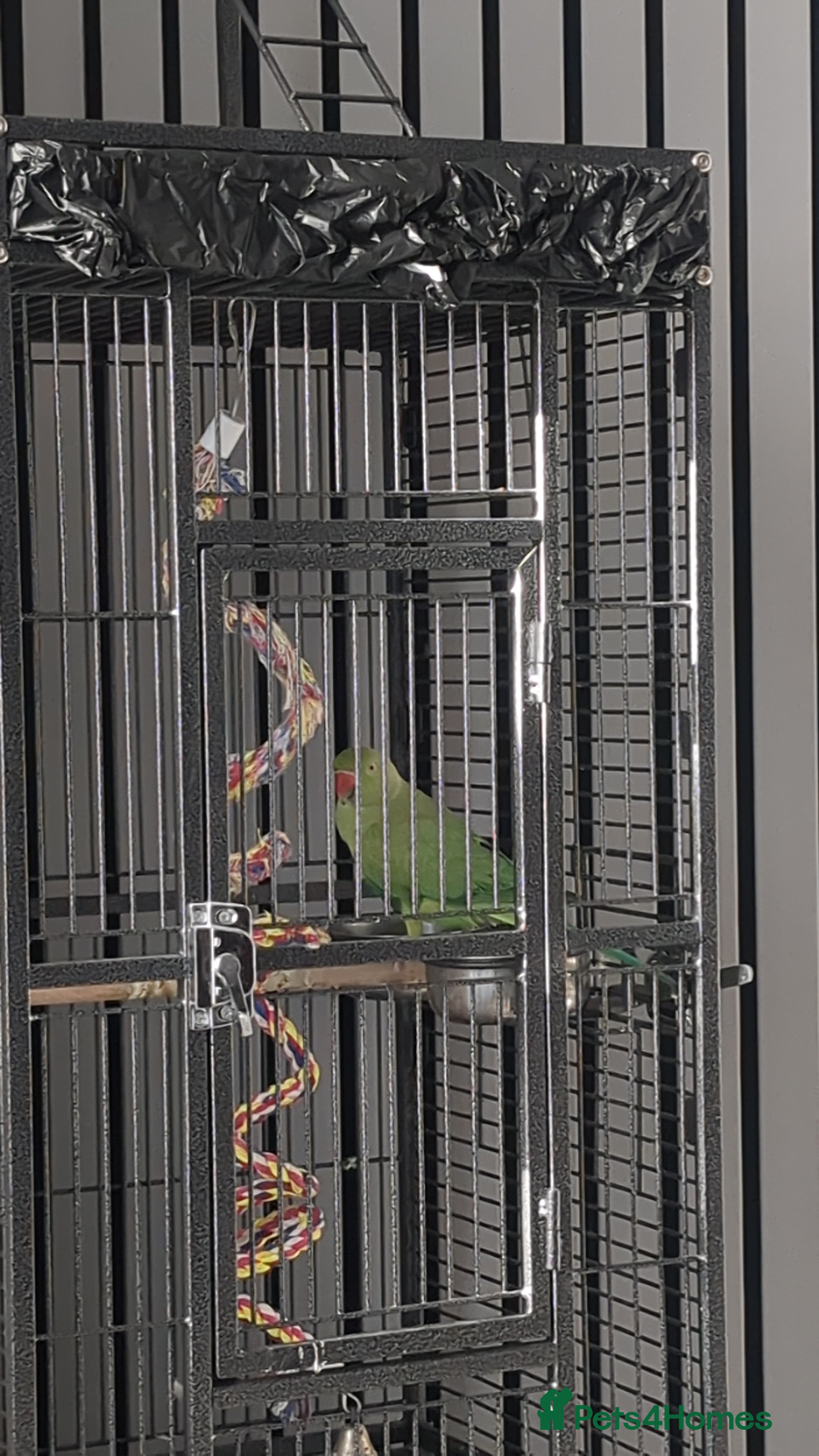 Ringnecks birds Male Indian Ringneck 2 Year Old  - Advert 4