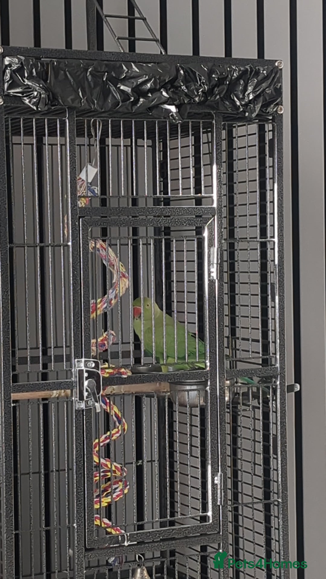 Ringnecks birds for sale: Male Indian Ringneck 2 Year Old  - Advert 1