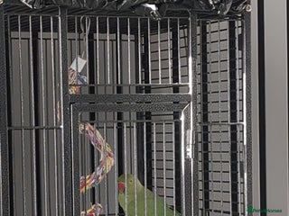 Ringnecks birds Male Indian Ringneck 2 Year Old - Advert 5