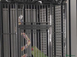 Ringnecks birds Male Indian Ringneck 2 Year Old - Advert 6