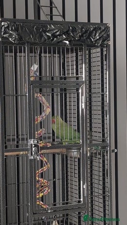 Ringnecks birds Male Indian Ringneck 2 Year Old - Advert 1
