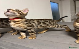 Bengal cats for sale: Ready for homes 3 stunning TICA reg Bengal boys - Image 18