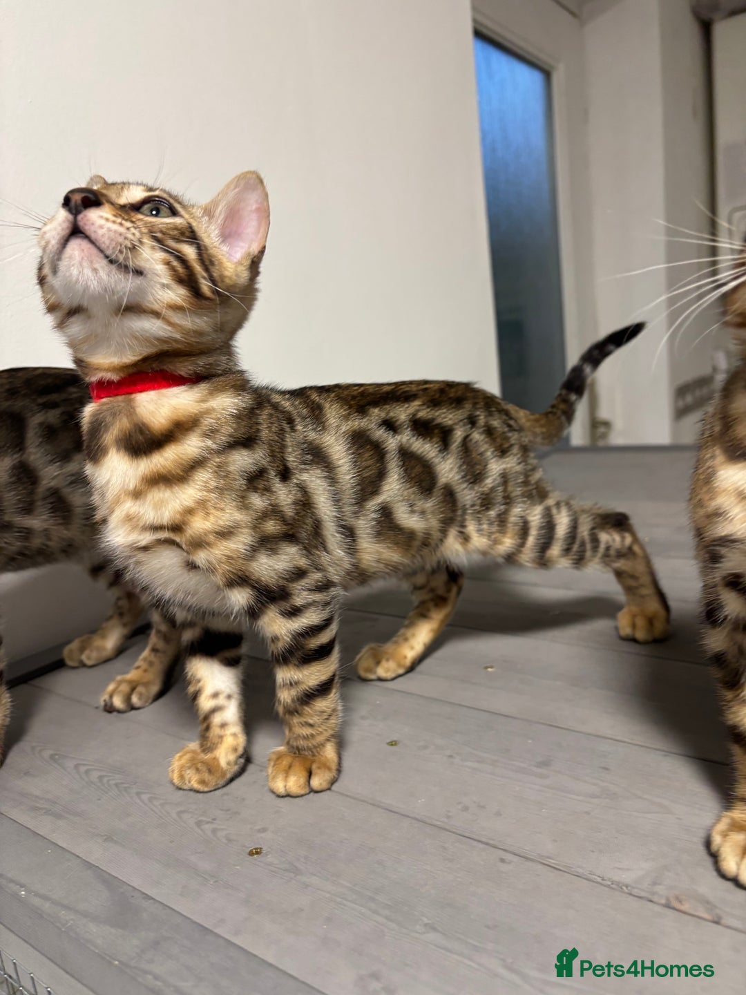 Bengal cats for sale: Ready for homes 3 stunning TICA reg Bengal boys - Image 18