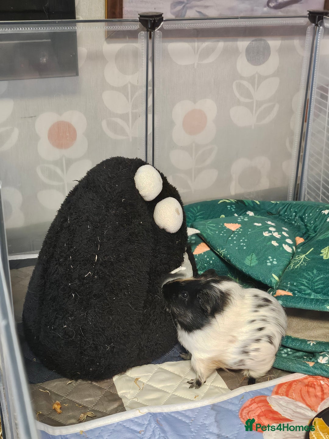 Guinea Pig rodents for sale: Two Male Guinea Pigs  - Advert 4