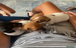 Jack Russell dogs for sale: Jack Russel Pups Short Legged - Image 13