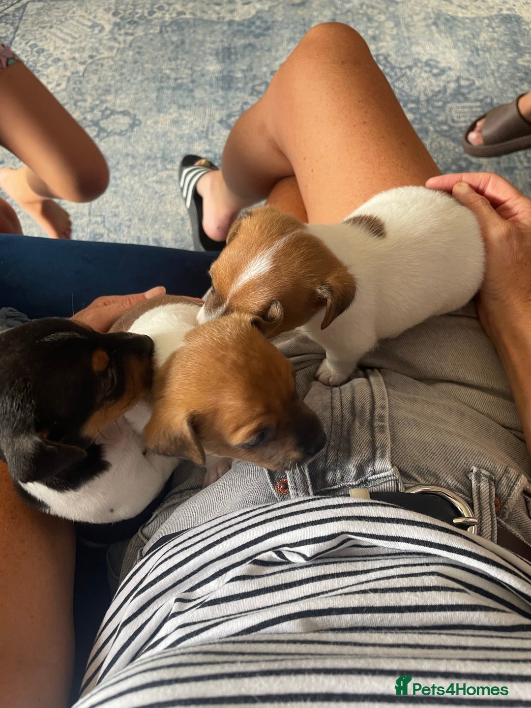 Jack Russell dogs for sale: Jack Russel Pups Short Legged - Image 13