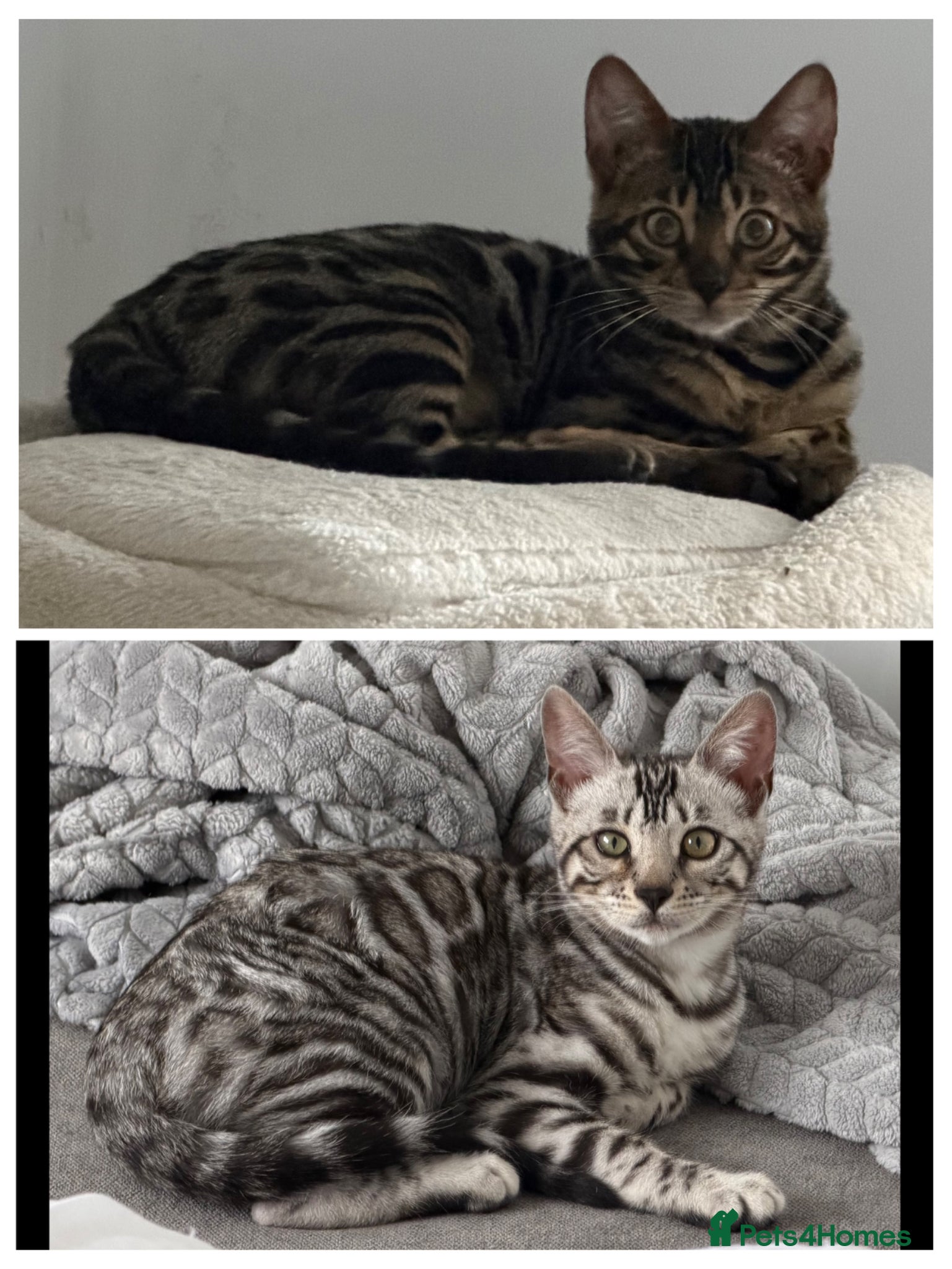 Bengal cats BENGAL 🔥 KITTENS TICA REGISTERED  - Advert 9