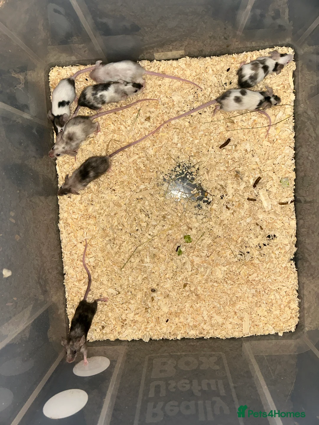 Mouse rodents for sale: Boys and girls young colourful mices  - Advert 3
