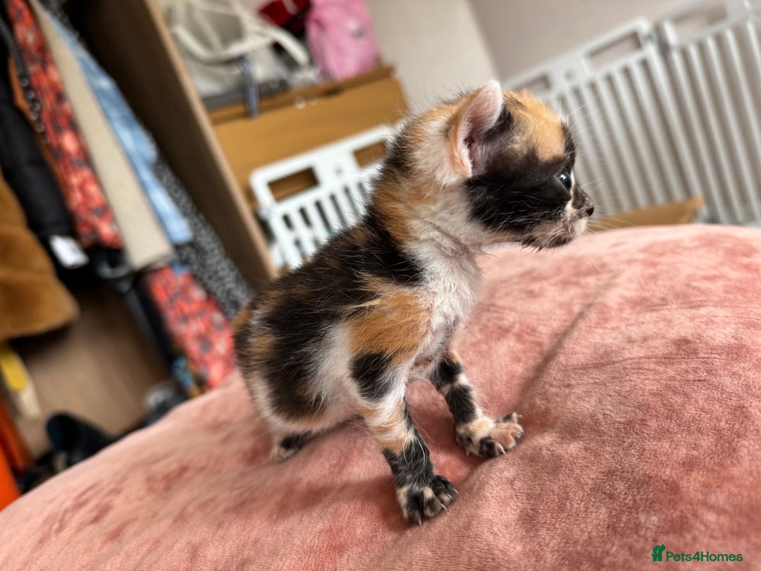 Bengal cats for sale: 4 pure bangal and 5 bengal x kittens - Image 23