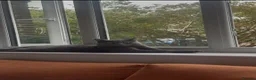 Mixed Breed cats for stud: Russian Blue × Chartreux Cross | Stud & Mating  in London - Advert 2