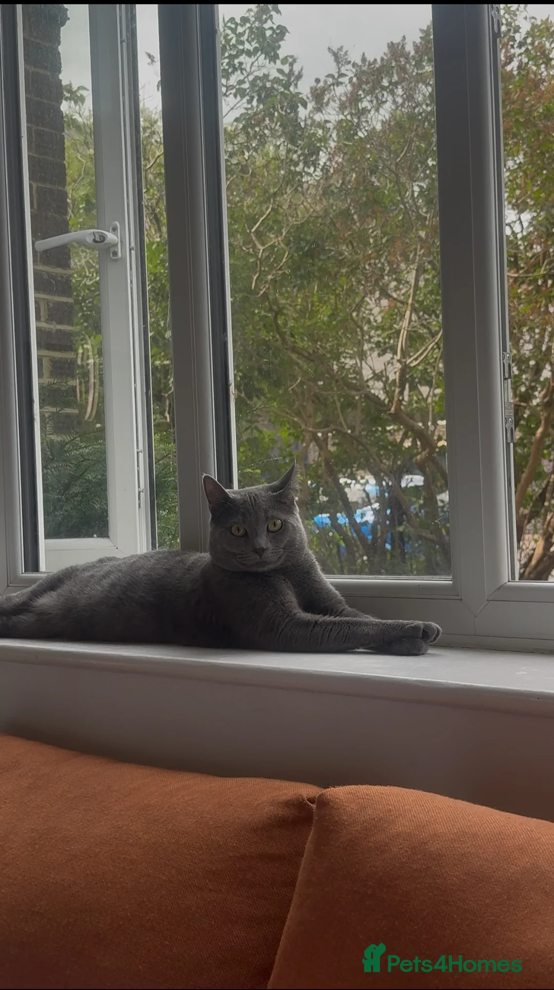 Mixed Breed cats for stud: Russian Blue × Chartreux Cross | Stud & Mating  in London - Advert 2