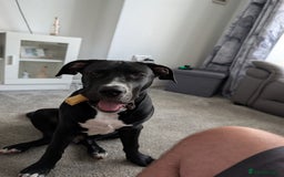 Presa Canario dogs for sale: Presa canario 5 half month old pup - Image 3