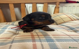 Miniature Dachshund dogs for sale: Ready Now! Smooth coat 1 boy 1 girl - Image 13