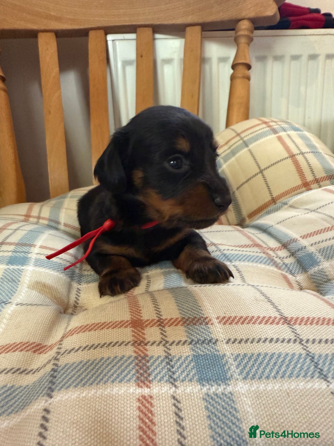 Miniature Dachshund dogs for sale: Ready Now! Smooth coat 1 boy 1 girl - Image 13