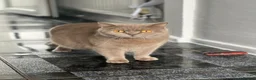 British Shorthair cats for sale: British shorthair kitten  in Cardiff - Advert 2
