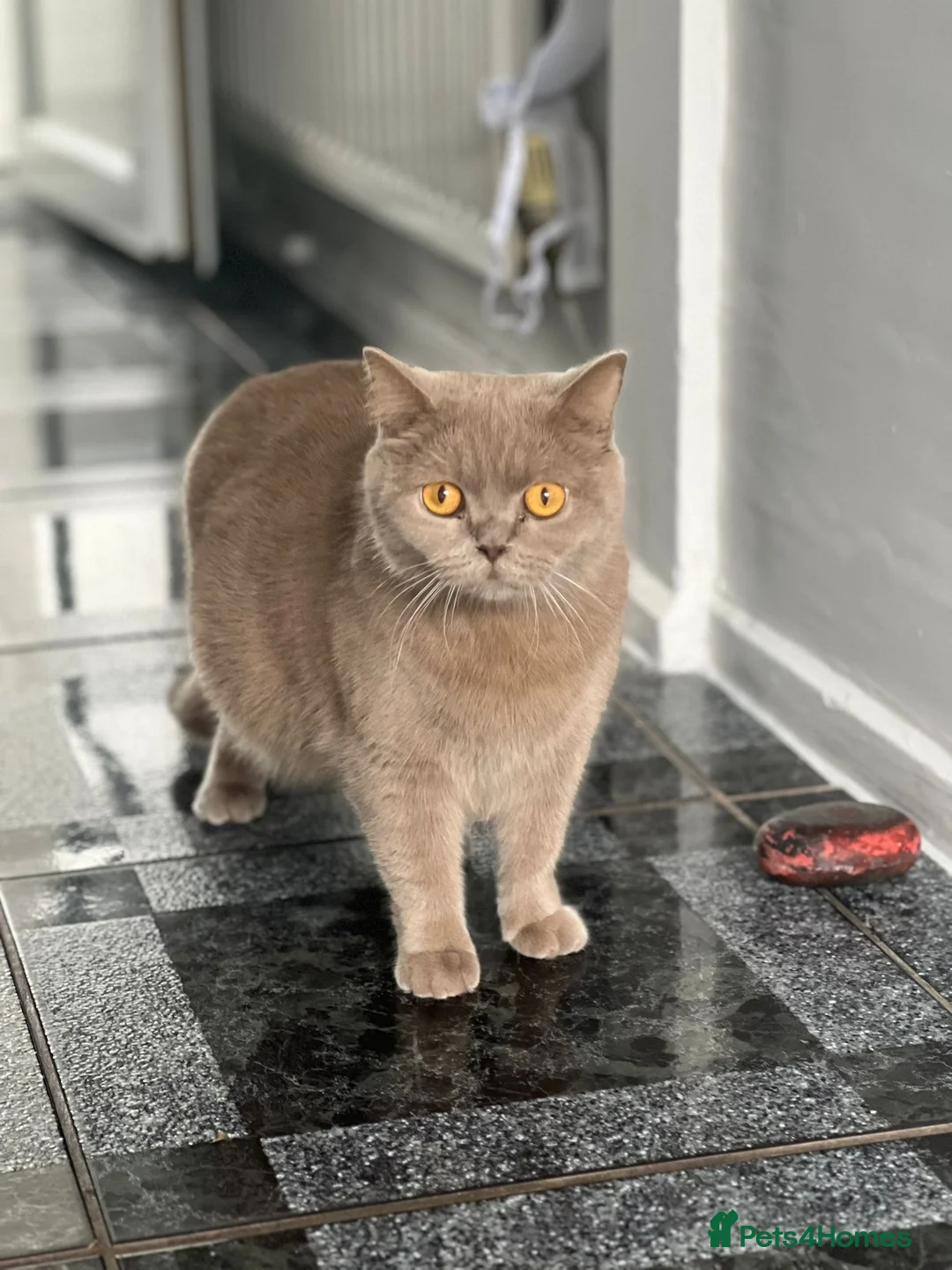 British Shorthair cats for sale: British shorthair kitten  in Cardiff - Advert 2
