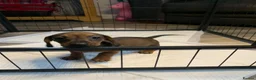 Miniature Dachshund dogs for sale: Miniature dachshund puppies - Advert 6
