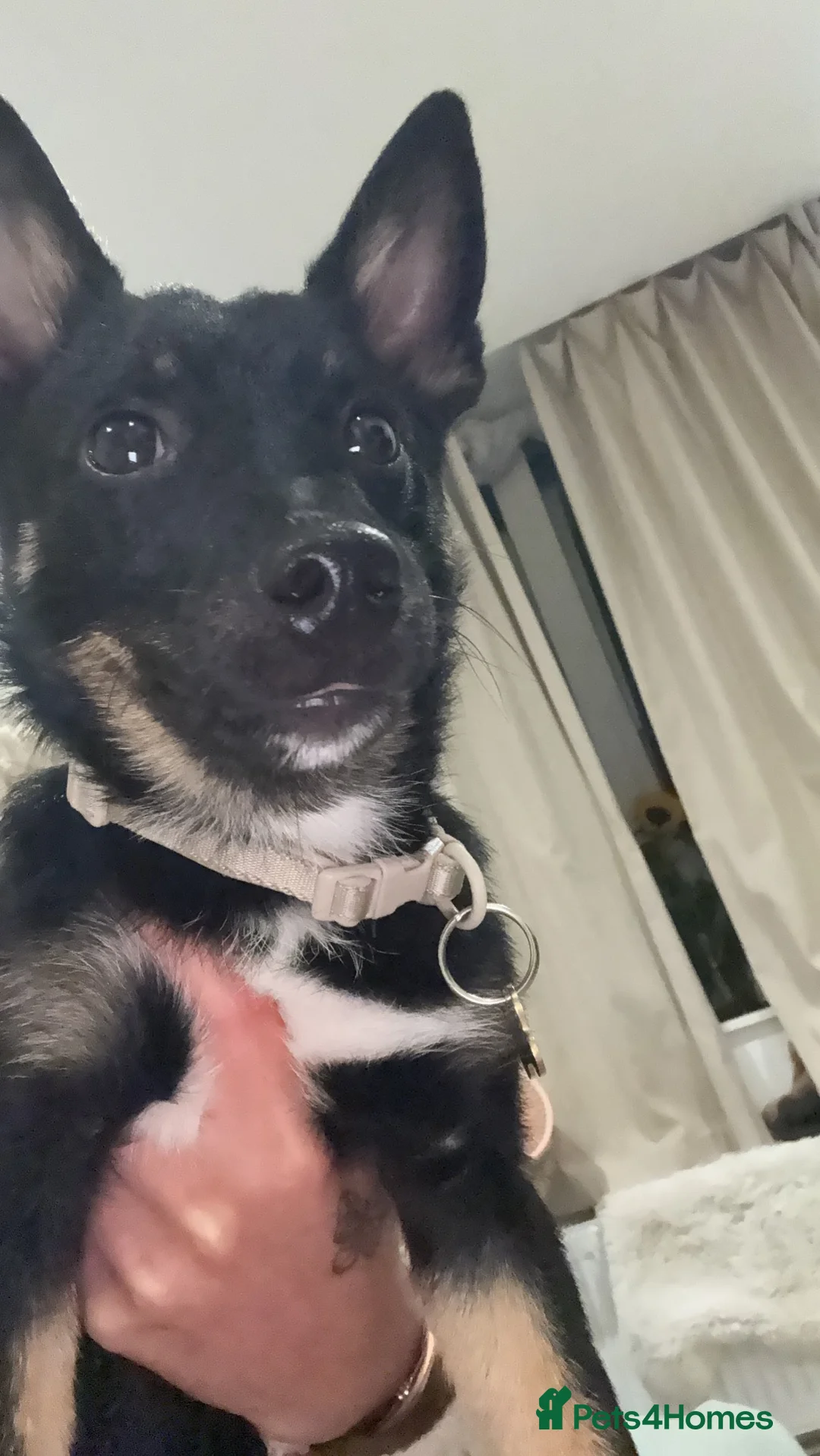Pomchi dogs for sale: Puppy for sale in Walton-on-Thames - Advert 5