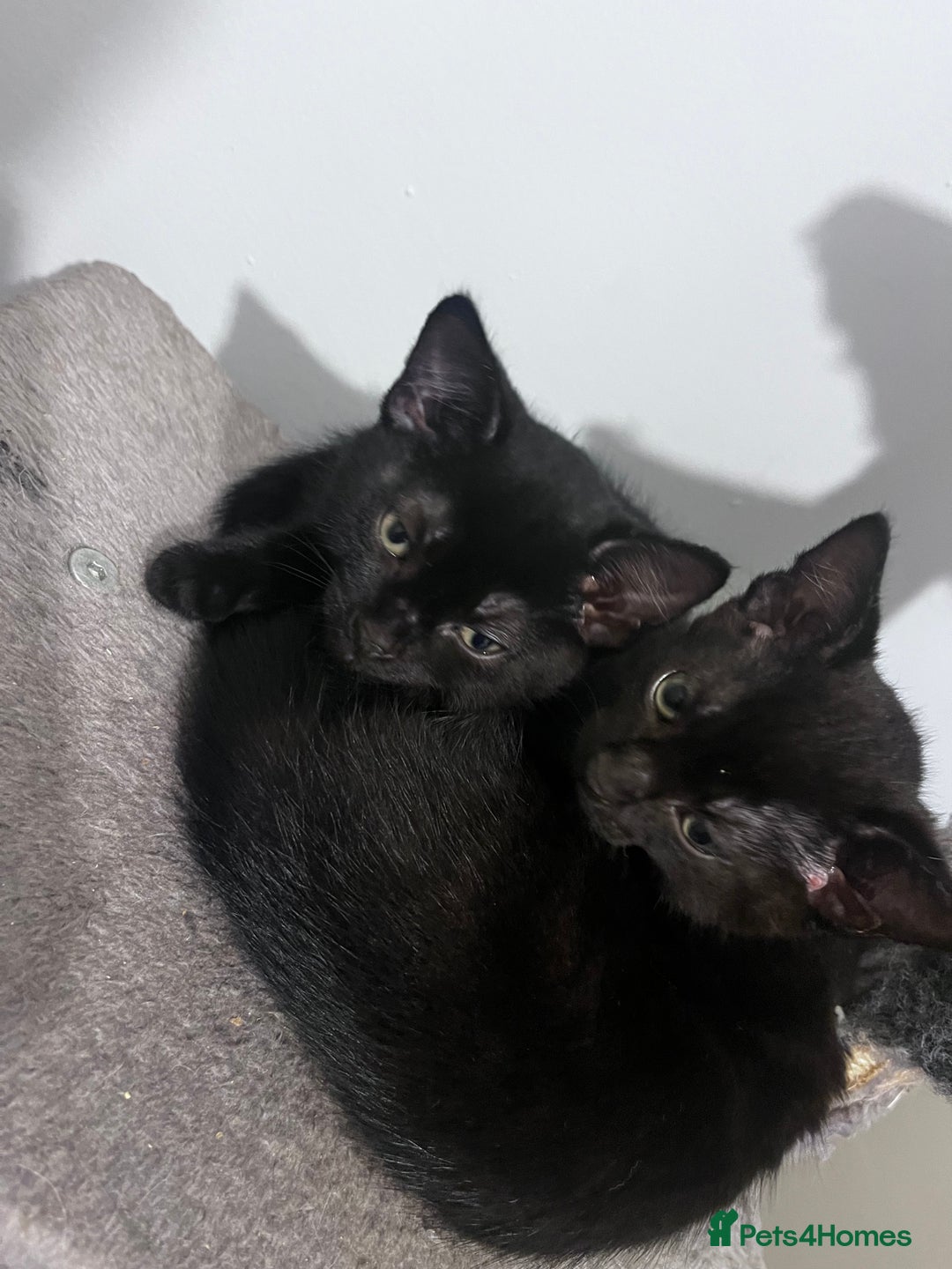 Mixed Breed cats for sale: Beautiful bonded 3 month old black male kittens - Advert 1