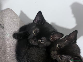 Mixed Breed cats Beautiful bonded 3 month old black male kittens - Advert 1