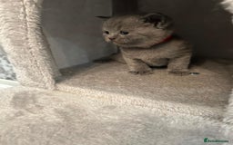 British Shorthair cats for sale: Stunning British shorthair kittens - Image 5