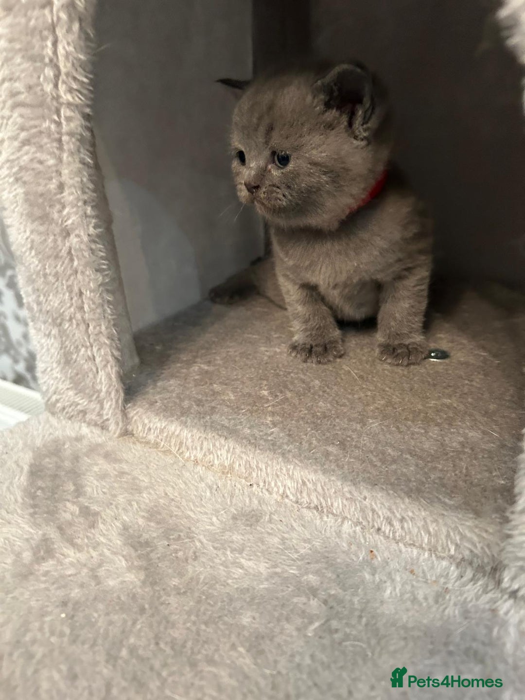 British Shorthair cats for sale: Stunning British shorthair kittens - Image 5