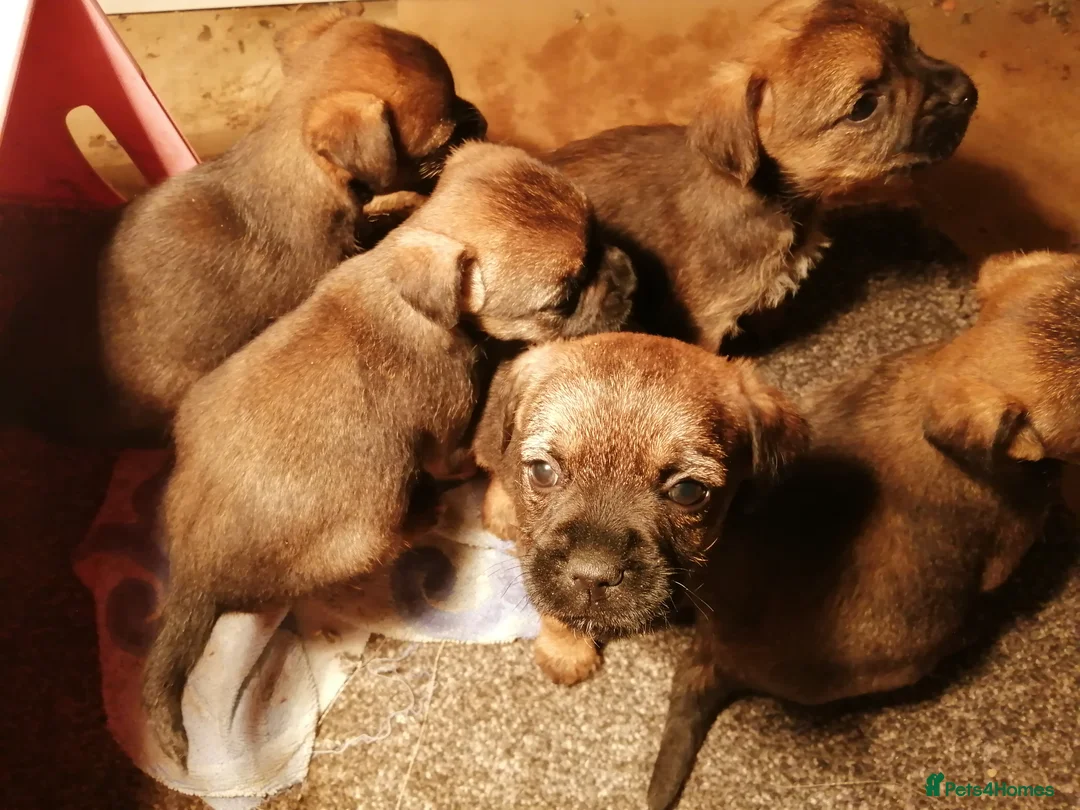 Border Terrier dogs for sale: Border terrier pups for sale  - Advert 1