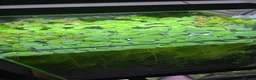 Live Bearers fish for sale: Guppies, snails and aquarium plants for sale  - Advert 8